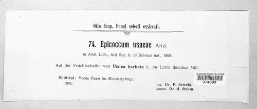 Lichenoconiaceae image